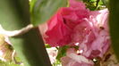 ultima floricica