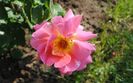 16 iunie, rose des cisterciens