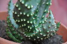 ALOE FEROX