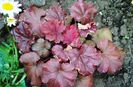 heuchera cherry-cola