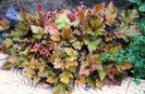 heuchera marmelade(anul2)