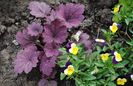 heuchera plum pudding