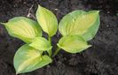 hosta "dance with me"