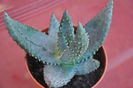ALOE FEROX