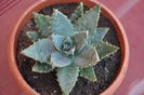 ALOE ?