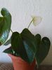 Anthurium andreanum alb