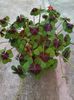 oxalis