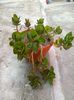 kalanchoe