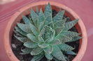 ALOE ARISTATA