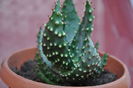 ALOE FEROX