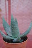 Aloe ferox