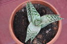 mamica aloe variegata