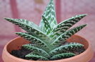 ALOE VARIEGATA