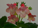 NEW 2015 - Kohleria Luci s Gently