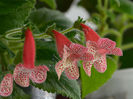 NEW 2015 - Kohleria Luci s Gently