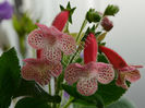 NEW 2015 - Kohleria Luci s Gently