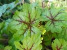 Heucherella Alabama Sunrise