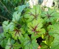 Heucherella Alabama Sunrise