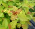 Spiraea japonica 'Golden Princess'