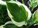 Hosta Patriot