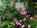 DSCN1234