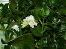 DSCN1254