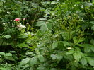 DSCN1277