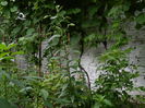 DSCN1285