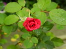 DSCN1290