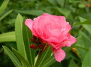 DSCN1294