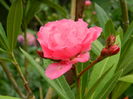 DSCN1295