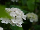 DSCN1299