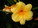 Hemerocallis Stella de Oro (2015, Jun.19)