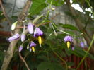 Solanum dulcamara (2015, June 17)
