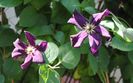 clematis Romantika
