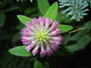 Trifolium pratense (2015, June 17)