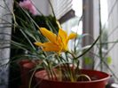 zephyranthes galben