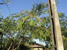 Albitzia