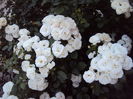 DSC09569