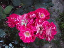 DSC09584