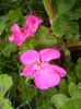 Bright Odette Geranium (2015, May 31)