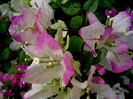 512px-Bougainvillea