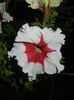 Petunia (2015, June 19)