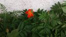 Picture 015