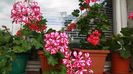 Picture 021