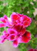 Pela_Berkswell_Calypso