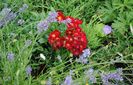 Bienenweide Rot