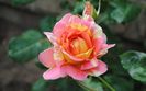 rose des cisterciens