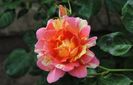 rose des cisterciens