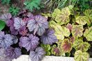 heuchera Sugar Plum, heucherella Solar Eclipse